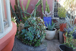 Solana Succulents