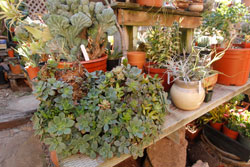 Solana Succulents