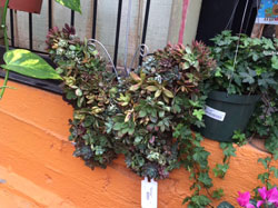 Mission Hills Nursery